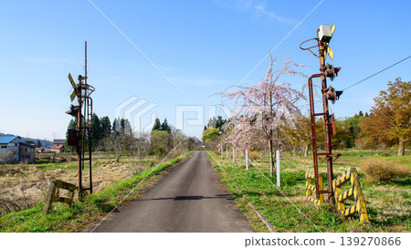 在福島縣,原日本國鐵日中線厚津站的舊鐵軌和鐵路道口旁種植了櫻花樹。 在福島縣,原日本國鐵日中線厚津站的舊鐵軌和鐵路道口旁種植了櫻花樹。 139270866