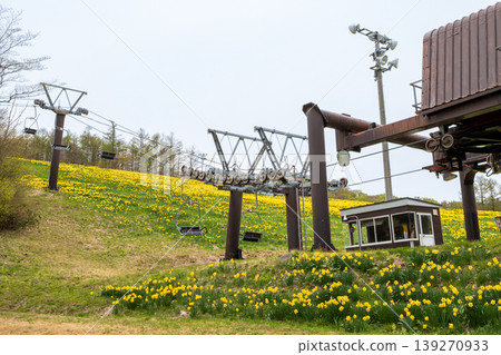 Zao in spring: A plateau landscape covered with daffodils. Zao in spring: A plateau landscape covered with daffodils. 139270933