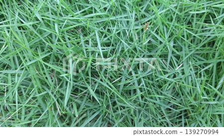 Surface of fresh green Japanese grass for nature background concept Surface of fresh green Japanese grass for nature background concept 139270994