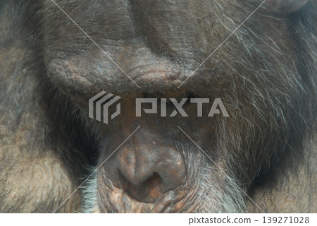 A chimpanzee dozing off A chimpanzee dozing off 139271028