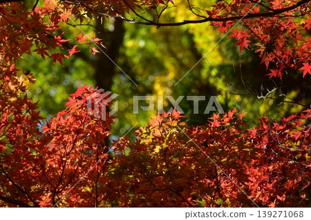 Shimane Prefecture, Yasugi Kiyomizu-dera Temple, Temple, Shrine and Temple, Autumn Leaves, Maple Shimane Prefecture, Yasugi Kiyomizu-dera Temple, Temple, Shrine and Temple, Autumn Leaves, Maple 139271068