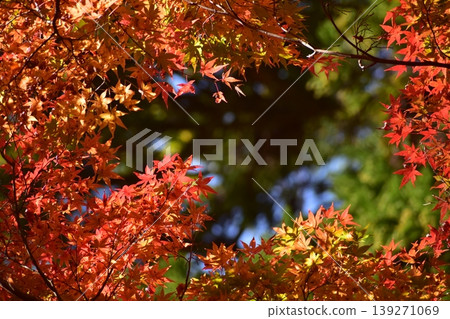 Shimane Prefecture, Yasugi Kiyomizu-dera Temple, Temple, Shrine and Temple, Autumn Leaves, Maple Shimane Prefecture, Yasugi Kiyomizu-dera Temple, Temple, Shrine and Temple, Autumn Leaves, Maple 139271069