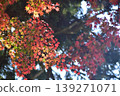 島根縣，安木清水寺，寺廟，神社，秋葉，楓樹 139271071