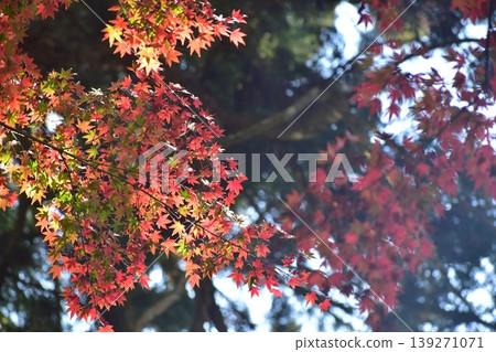 島根縣,安木清水寺,寺廟,神社,秋葉,楓樹 島根縣,安木清水寺,寺廟,神社,秋葉,楓樹 139271071