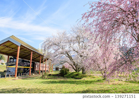 原日本國鐵日中線,厚尾站,櫻花環繞的除雪車,福島縣 原日本國鐵日中線,厚尾站,櫻花環繞的除雪車,福島縣 139271151