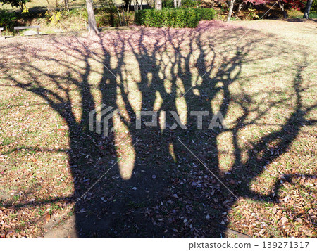 公園裡樹木投下的陰影 139271317