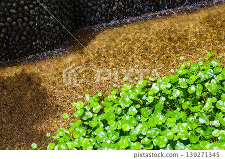 Aquatic plants growing densely in the pond Aquatic plants growing densely in the pond 139271345