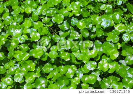Aquatic plants growing densely in the pond 139271346