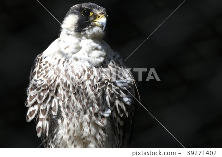 A young peregrine falcon: A close-up of this bird of prey with its piercing gaze. A young peregrine falcon: A close-up of this bird of prey with its piercing gaze. 139271402