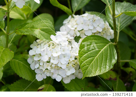 White hydrangeas blooming on the hydrangea street in Komichi, Tsurumi Ward, Yokohama City. White hydrangeas blooming on the hydrangea street in Komichi, Tsurumi Ward, Yokohama City. 139271418