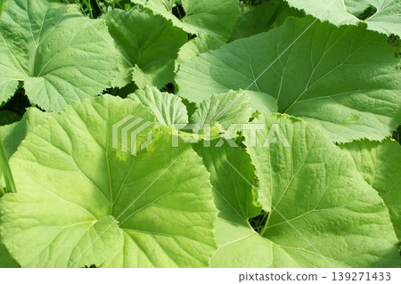 蜂斗菜的葉子鋪滿了整個景觀。 139271433