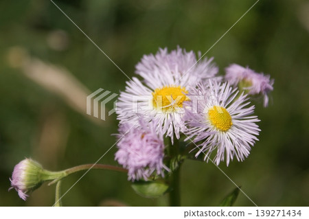 Haldione白花 Haldione白花 139271434