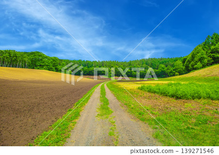 夏季高原風光秀麗，藍天與綠樹形成鮮明對比。 139271546