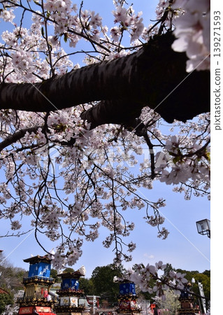Inuyama City, Aichi Prefecture, Japan: The Inuyama Festival in spring, with cherry blossoms in full bloom, and the sight of floats and mechanical puppets being offered at the Inuyama Castle Square. Inuyama City, Aichi Prefecture, Japan: The Inuyama Festival in spring, with cherry blossoms in full bloom, and the sight of floats and mechanical puppets being offered at the Inuyama Castle Square. 139271593