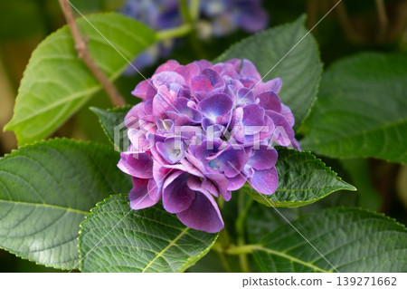 Purple hydrangeas blooming on the hydrangea street in Komichi, Tsurumi Ward, Yokohama City. 139271662