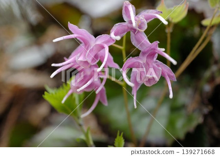 Macro photography of the delicate flowers of Epimedium, a wild plant with a unique shape resembling a ship's anchor. Macro photography of the delicate flowers of Epimedium, a wild plant with a unique shape resembling a ship's anchor. 139271668