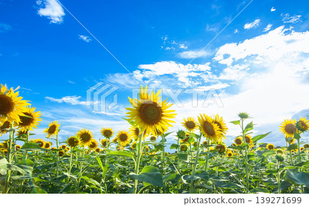 Summer flowers: sunflowers in full bloom Summer flowers: sunflowers in full bloom 139271699