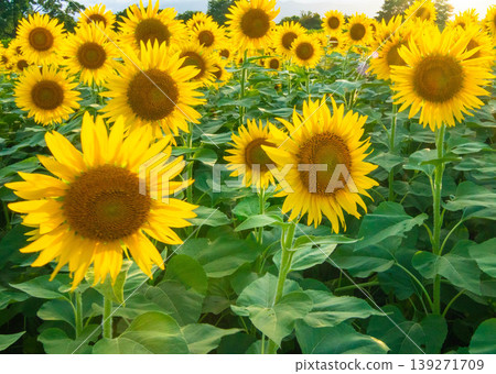 Summer flowers: sunflowers in full bloom Summer flowers: sunflowers in full bloom 139271709