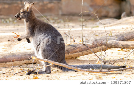Young red-necked wallaby portrait, wildlife Young red-necked wallaby portrait, wildlife 139271807