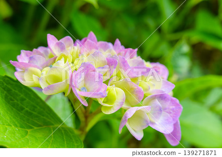 A close-up of a hydrangea with a beautiful gradient of pale purple and yellow. A close-up of a hydrangea with a beautiful gradient of pale purple and yellow. 139271871