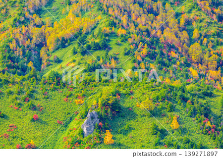 Autumn colors fill the screen: Vivid autumn leaves cover the steep slopes of Yokoteyama in Shiga Kogen. 139271897