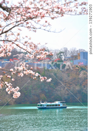 春天的岐阜縣江納京峽谷，櫻花盛開。 139271903