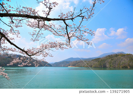 春天的岐阜縣江納京峽谷，櫻花盛開。 139271905