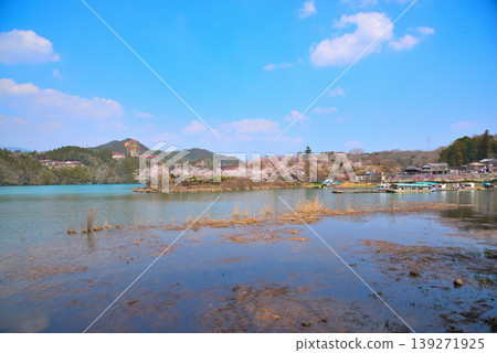 春天的岐阜縣江納京峽谷，櫻花盛開。 139271925