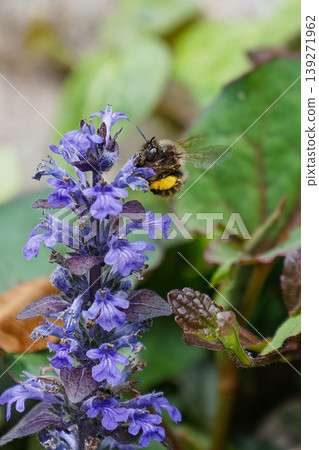 蜜蜂和匍匐筋骨草 蜜蜂和匍匐筋骨草 139271962