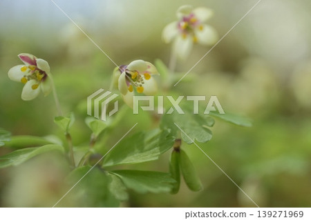 一張微距照片，展現了山陰白金草（一種日本特有的嬌嫩野花）在森林中盛開的景象。 139271969