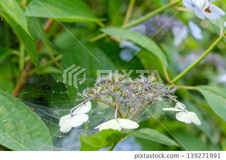 Mountain hydrangeas covered in spiderwebs during the rainy season Mountain hydrangeas covered in spiderwebs during the rainy season 139271991