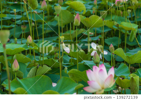 夏日里,蓮花的花苞和簇簇葉片遍布池塘。 夏日里,蓮花的花苞和簇簇葉片遍布池塘。 139272139