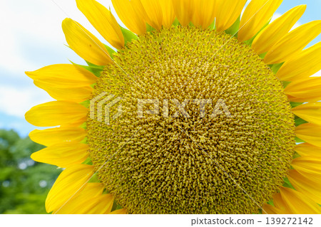 A powerful close-up capturing a large sunflower. A powerful close-up capturing a large sunflower. 139272142