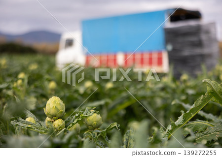 Crop of artichokes grows in field 139272255