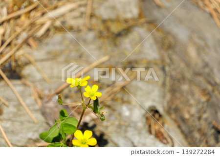 Yellow wood sorrel flowers blooming beside a tree stump Yellow wood sorrel flowers blooming beside a tree stump 139272284
