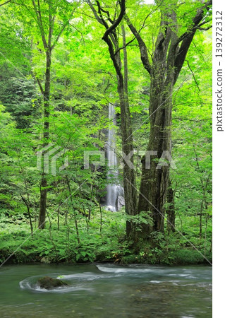 A forest of fresh greenery, the Oirase Gorge, and a waterfall visible in the distance. 139272312