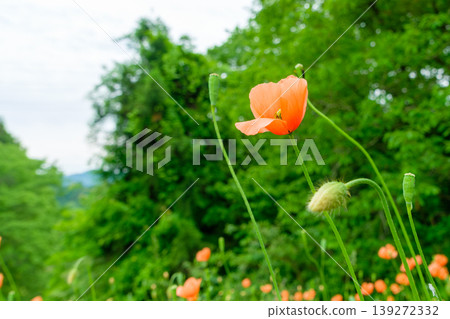 Orange long-headed poppies reach towards the sky against a backdrop of fresh greenery. Orange long-headed poppies reach towards the sky against a backdrop of fresh greenery. 139272332