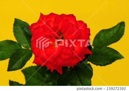 Floral Arrangement Floral Arrangement 139272392