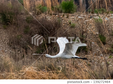 Hellero flying Hellero flying 139272464