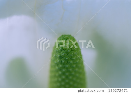 A spadix enclosed in a spathe [Skunk Cabbage] 139272471