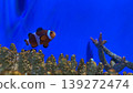 Clownfish and corals 139272474