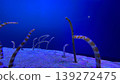 Chinese eel 139272475