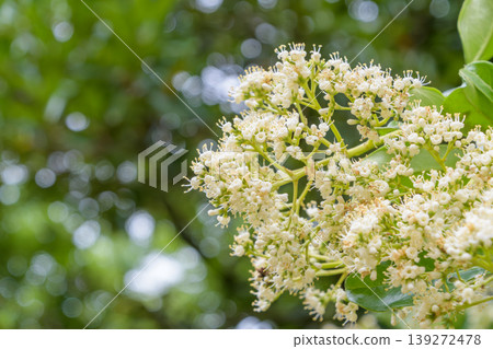 初夏時節,白蠟樹(Fraxinus griffithii)盛開著白色的花朵,在斑駁的陽光映襯下顯得格外美麗。 初夏時節,白蠟樹(Fraxinus griffithii)盛開著白色的花朵,在斑駁的陽光映襯下顯得格外美麗。 139272478