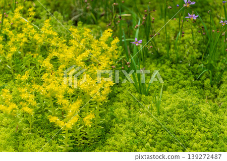 Sedum in full bloom and blue-eyed grass in the early summer garden Sedum in full bloom and blue-eyed grass in the early summer garden 139272487
