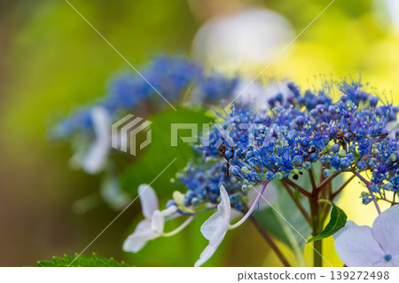 雨季花園裡盛開著鮮豔的藍色繡球花 139272498