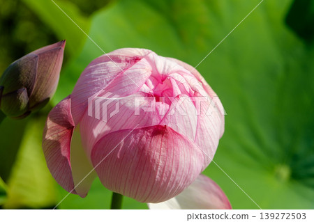 Large lotus flowers await blooming, bathed in the morning light. 139272503
