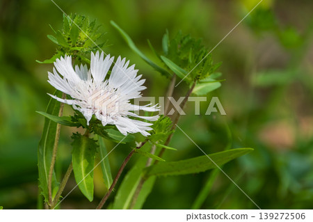 White Stokesia flowers blooming in early summer against a lush green background. White Stokesia flowers blooming in early summer against a lush green background. 139272506
