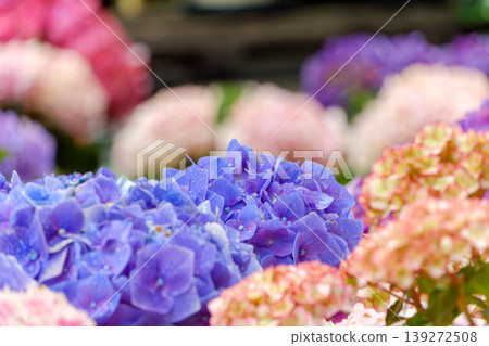 A field of colorful hydrangeas, glistening with rain, in full bloom. A field of colorful hydrangeas, glistening with rain, in full bloom. 139272508