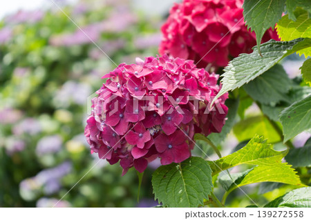 Reddish-purple hydrangeas blooming on the hydrangea street in Komichi, Tsurumi Ward, Yokohama City. Reddish-purple hydrangeas blooming on the hydrangea street in Komichi, Tsurumi Ward, Yokohama City. 139272558