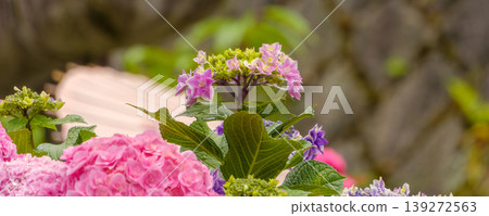 A picturesque scene of pale pink hydrangeas and a traditional Japanese umbrella. A picturesque scene of pale pink hydrangeas and a traditional Japanese umbrella. 139272563
